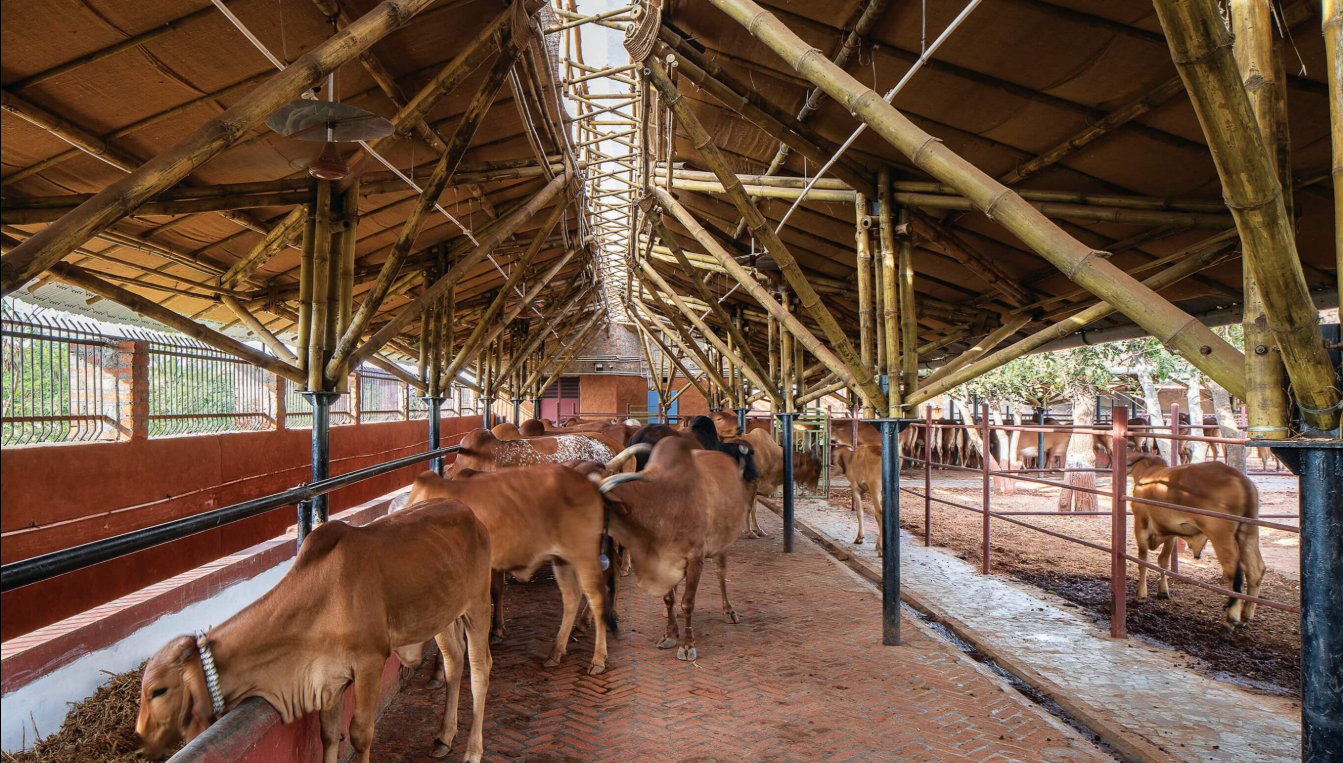 Cows resting safely inside Mridulashray shelter